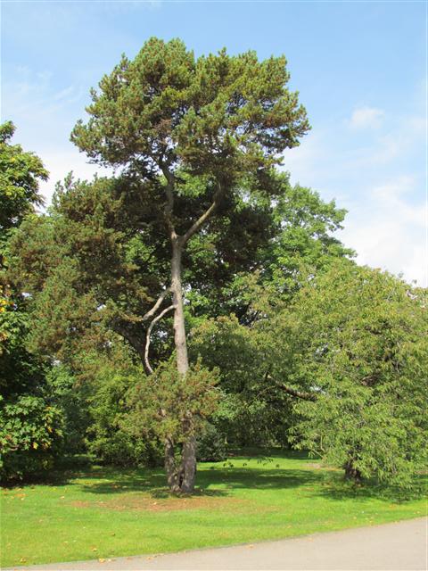 Pinus mugo PinusMugoFullKew.JPG
