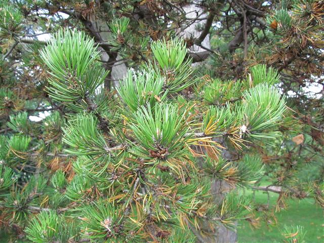 Pinus mugo PinusMugoNeedleKew.JPG