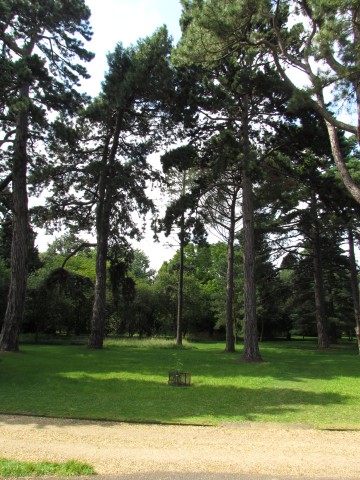 Pinus nigra PinusNigraFullCUBG.JPG