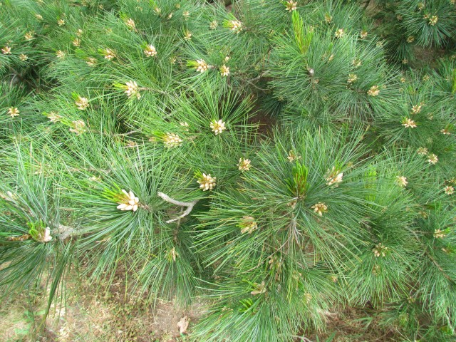 Pinus peuce PinusPeuceKewDetail.JPG