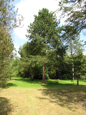 Pinus ponderosa PinusPonderosaWesternYellowPineCUBG.JPG