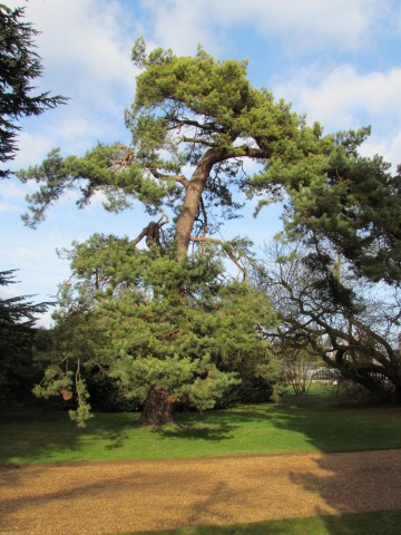 Pinus sylvestris PinusSylvestrisScotsPineFull2.JPG