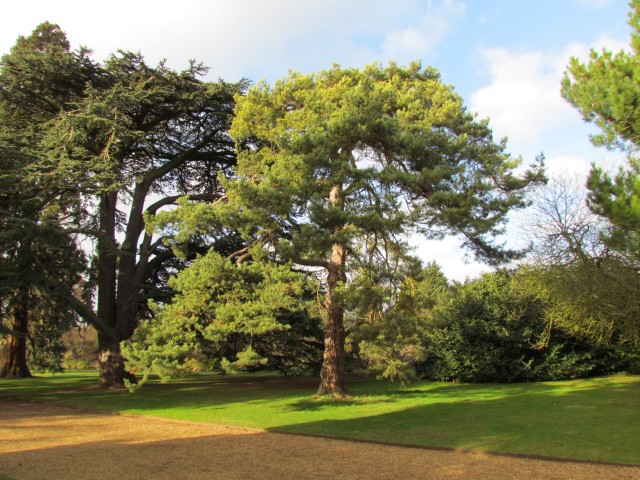 Pinus sylvestris PinusSylvestrisScotsPineFull3.JPG