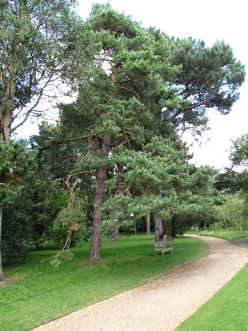 Pinus sylvestris PinusSylvestrisScottsPineCUBG1.JPG