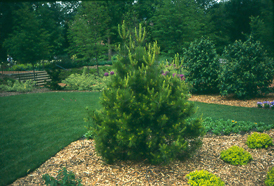 Picture of Pinus bungeana  Lacebark Pine