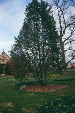 Picture of Pinus bungeana  Lacebark Pine