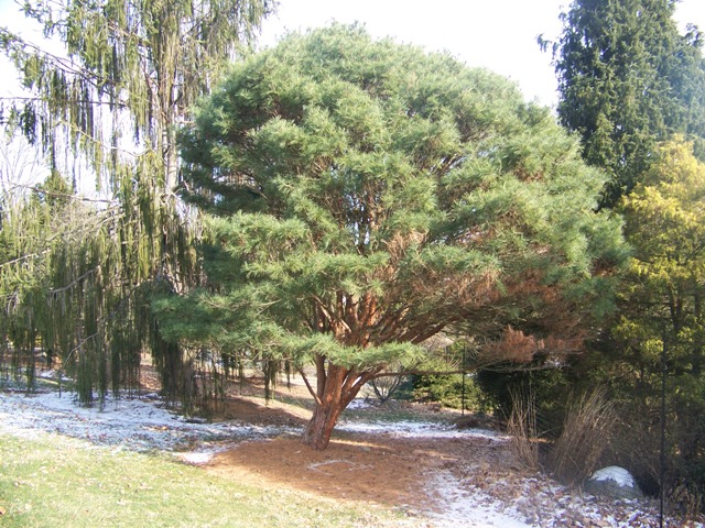 Picture of Pinus densiflora 'Umbraculifera' Tanyosho Pine