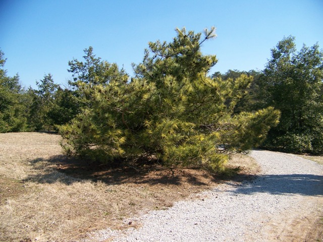 Pinus densiflora Pinusdensifloradragonseye.JPG
