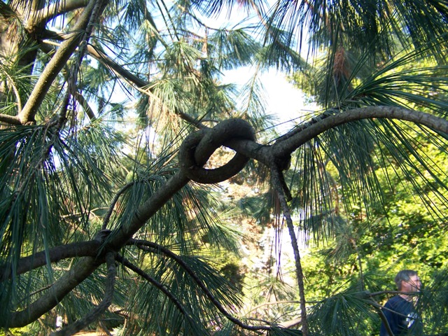 Picture of Pinus flexilis  Limber Pine