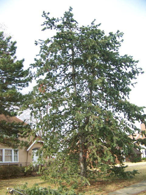 Pinus flexilis Pinusflexis24WOrchard.JPG