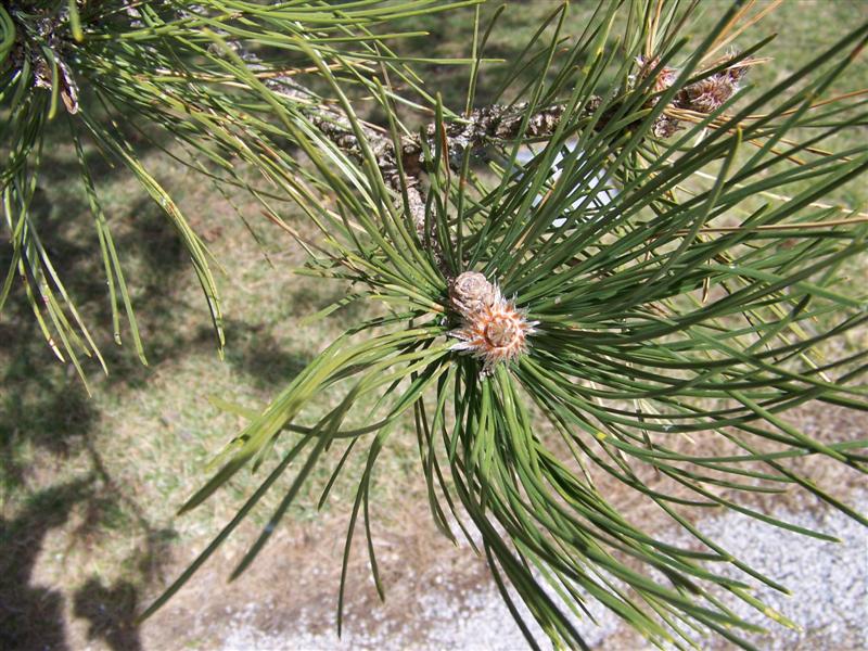 Picture of Pinus nigra  Austrian Pine