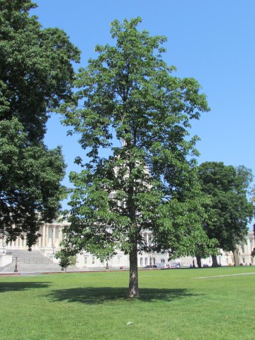 Aesculus glabra PlantLegacAesculusGlabraCloser.JPG