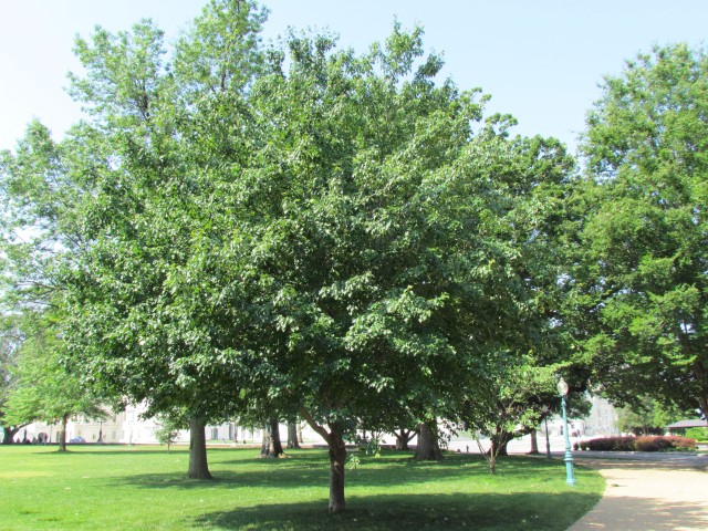 Acer rubrum PlantLegacyAcerRubrumNancyKassebaumKansas.JPG