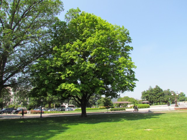 Acer saccharum PlantLegacyAcerSaccharumCapitolHill.JPG