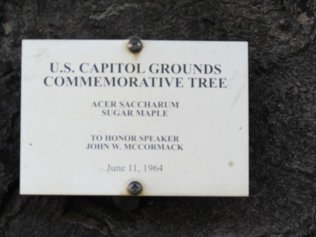 Acer saccharum PlantLegacyAcerSaccharumSign.JPG