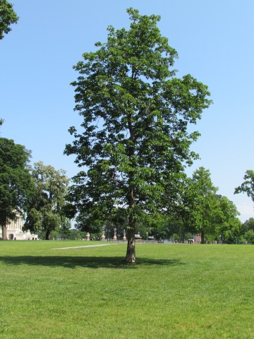 Aesculus glabra PlantLegacyAesculusGlabraFar.JPG