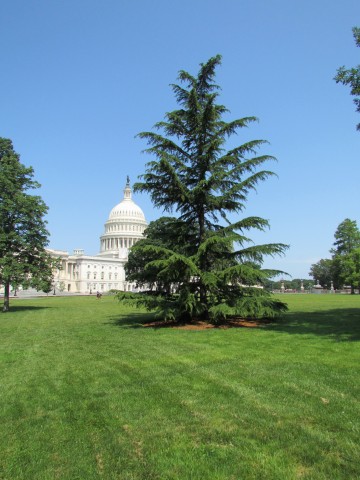 Cedrus deodara PlantLegacyCedrusDeodaraCapitolHillFar.JPG