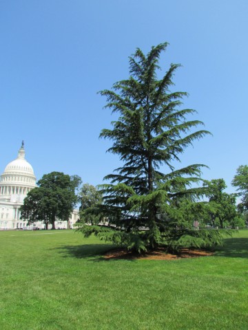 Cedrus deodara PlantLegacyCedrusDeodaraCloser.JPG