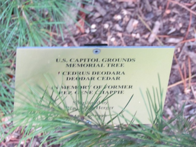 Cedrus deodara PlantLegacyCedrusDeodaraGeneGhappieSign.JPG