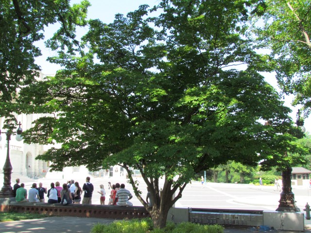 Cornus kousa PlantLegacyCornusKousaLyndonJohnson1.JPG