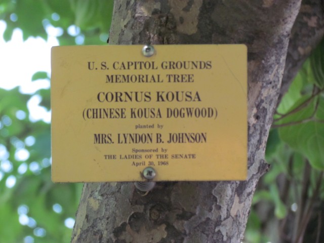 Cornus kousa PlantLegacyCornusKousaLyndonJohnsonSign.JPG