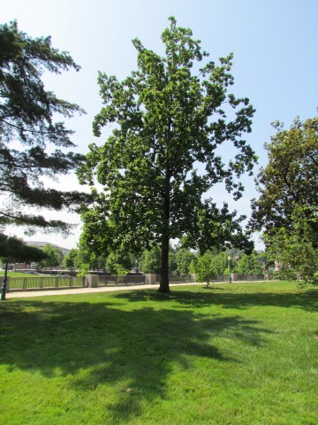 Liriodendron tulipifera PlantLegacyLiriodendronTulipiferiaFullCapitolHill.JPG