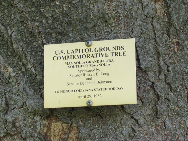 Magnolia grandiflora PlantLegacyMagnoliaGrandifloraCapitolHill.JPG