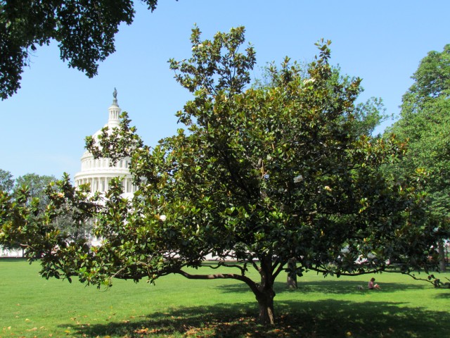 Magnolia grandiflora PlantLegacyMagnoliaGrandifloraRichardNixon3.JPG