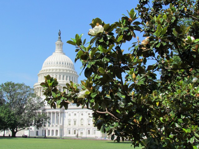 Magnolia grandiflora PlantLegacyMagnoliaGrandifloraSenateLadiesRichardNixon1.JPG