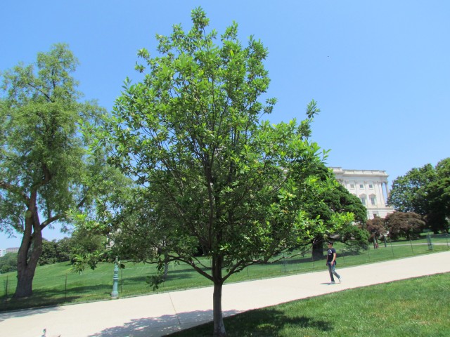 Magnolia virginiana PlantLegacyMagnoliaVirginianaCapitolBuilding.JPG