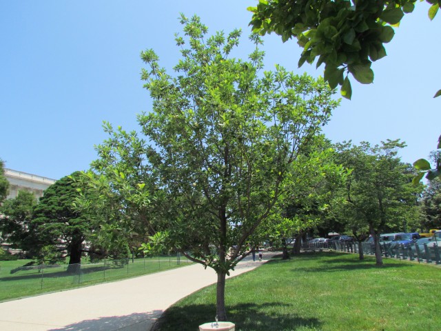 Magnolia virginiana PlantLegacyMagnoliaVirginianaCapitolHill.JPG