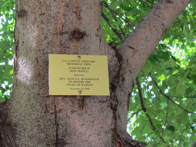 Acer rubrum PlantLegacyNancyKassebaumKansasSign.JPG