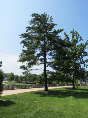 Pinus strobus PlantLegacyPinusStrobusCapitolHill1a.JPG