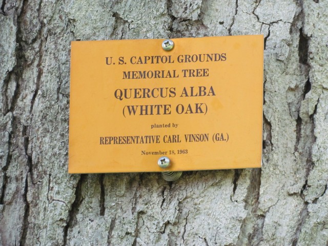 Quercus alba PlantLegacyQuercusAlbaSign.JPG