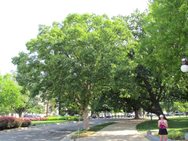 Quercus alba PlantLegacyQuercusAlbaVarWyeGlennBeallMaryland1.JPG