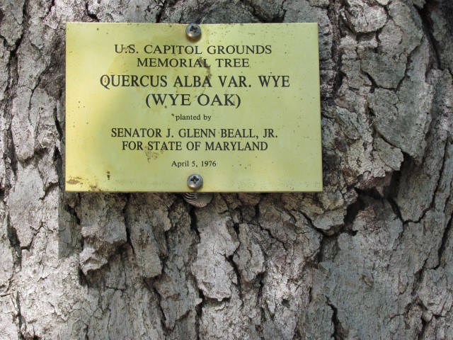 Quercus alba PlantLegacyQuercusAlbaWyeGlennBeallMarylandSign.JPG