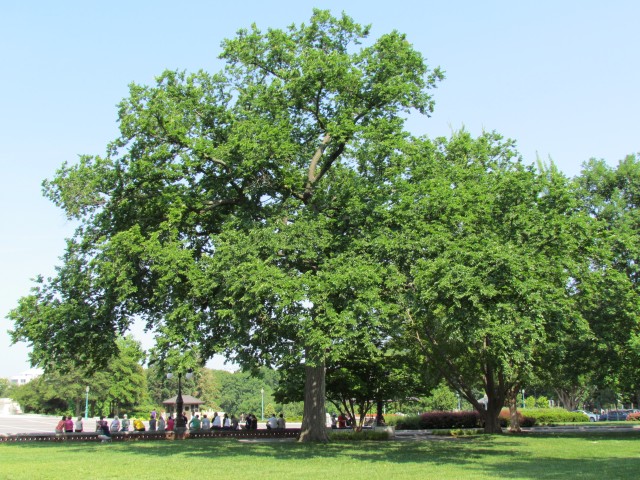 Quercus palustris PlantLegacyQuercusPaulstrisPaulSarbanesPaulPincus2.JPG