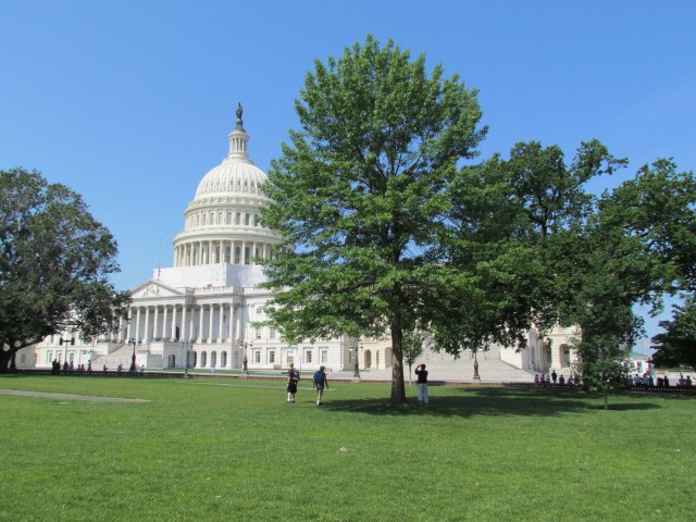 Quercus palustris PlantLegacyQuercusPaulstrisPaulSarbanesPaulPincus3.JPG