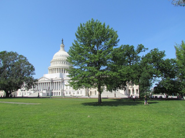 Quercus palustris PlantLegacyQuercusPaulstrisPaulSarbanesPaulPincus4.JPG