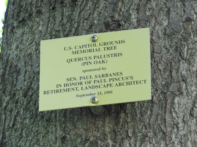 Quercus palustris PlantLegacyQuercusPaulstrisPaulSarbanesPaulPincusSign.JPG