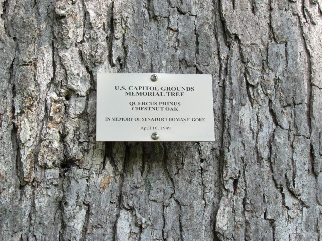 Quercus prinus PlantLegacyQuercusPrinusThomasGoreSign.JPG