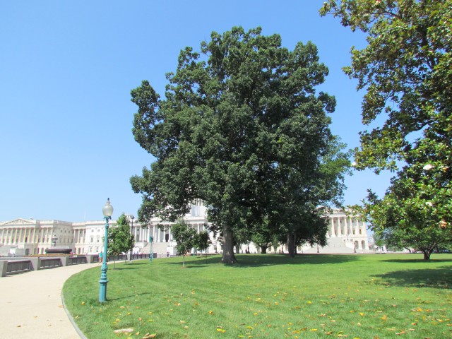 Quercus prinus PlantLegacyThomasGoreQuercusPrinus1.JPG