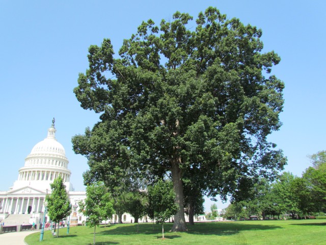 Quercus prinus PlantLegacyThomasGoreQuercusPrinus2.JPG