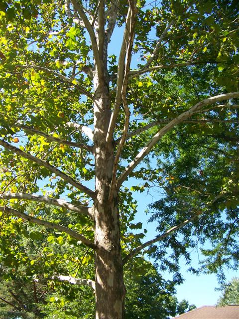 Picture of Platanus x acerifolia 'Bloodgood' Bloodgood Londonplane Tree