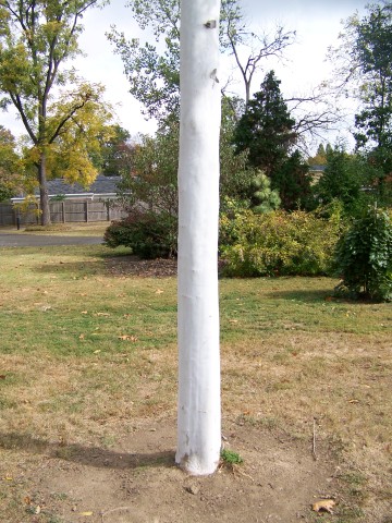 Picture of Platanus x acerifolia 'Suttneri' Suttneri Planetree