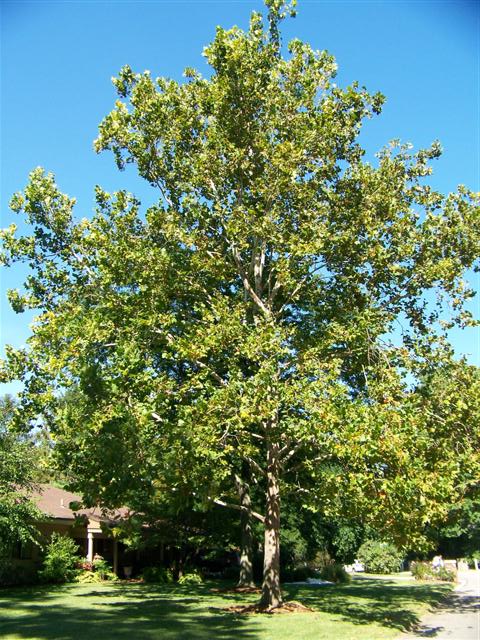 Platanus x acerifolia Platanus.xacerifolia.75Locust.JPG