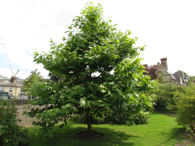 Platanus orientalis PlatanusOrientalisDigitaFullCUBG1.JPG