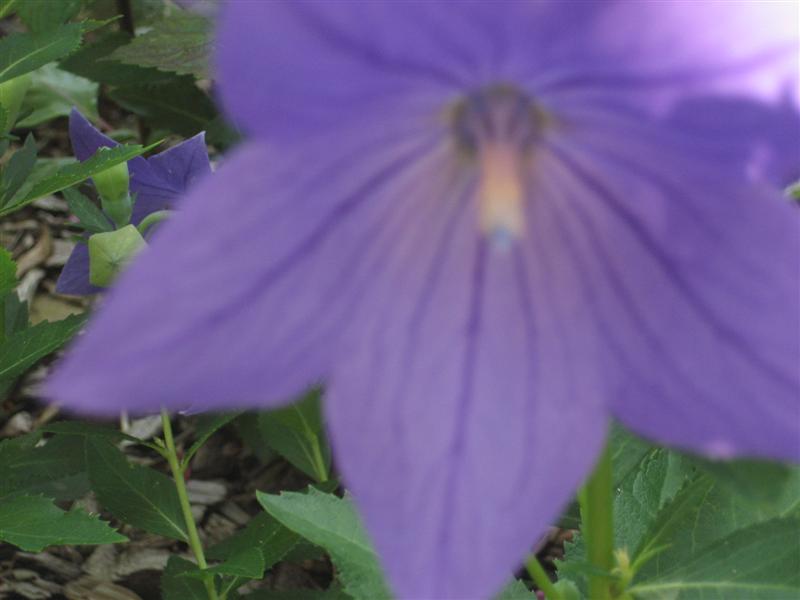 Platycodon grandiflorus Platycodon_grandiflora_close.JPG