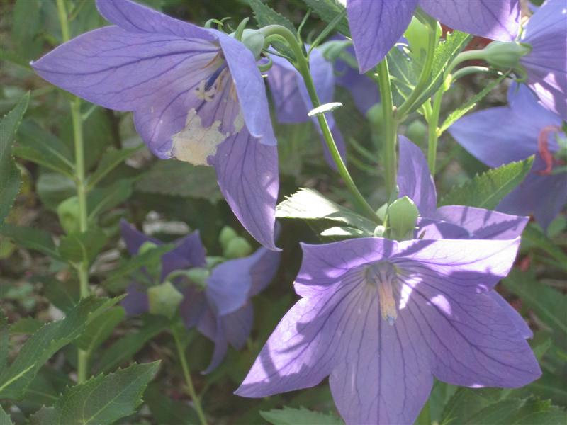 Platycodon grandiflorus Platycodon_grandiflora_flower.JPG