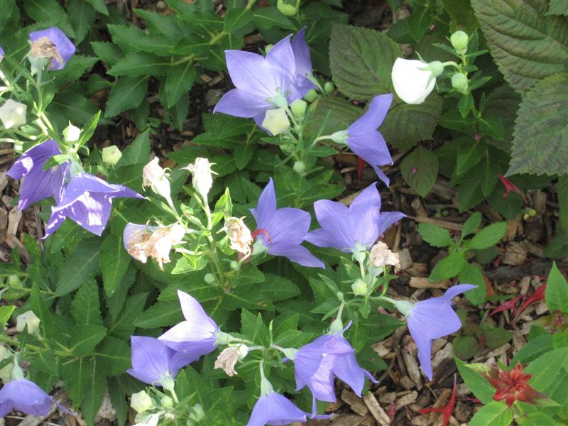 Platycodon grandiflorus Platycodon_grandiflora_flower_back.JPG